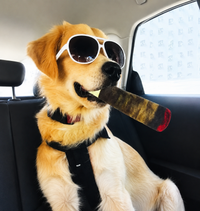 Peluche Sonore Décalée pour Chien